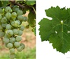 Cabernet Blanc 白嘉本纳