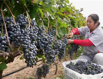 河北卢龙：酿酒葡萄收获忙