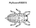 Grape Phylloxera 葡萄根瘤蚜