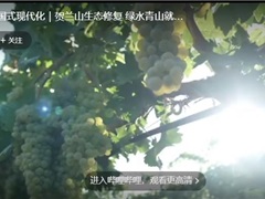 贺兰山东麓的戈壁滩上葡萄园