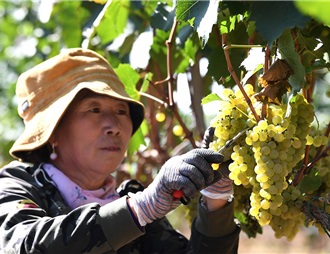 “怀来葡匠”小葡萄串起乡村振兴大产业