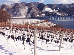 集安味道冰葡萄酒 北冰红冰葡萄酒 威代尔冰葡萄酒
